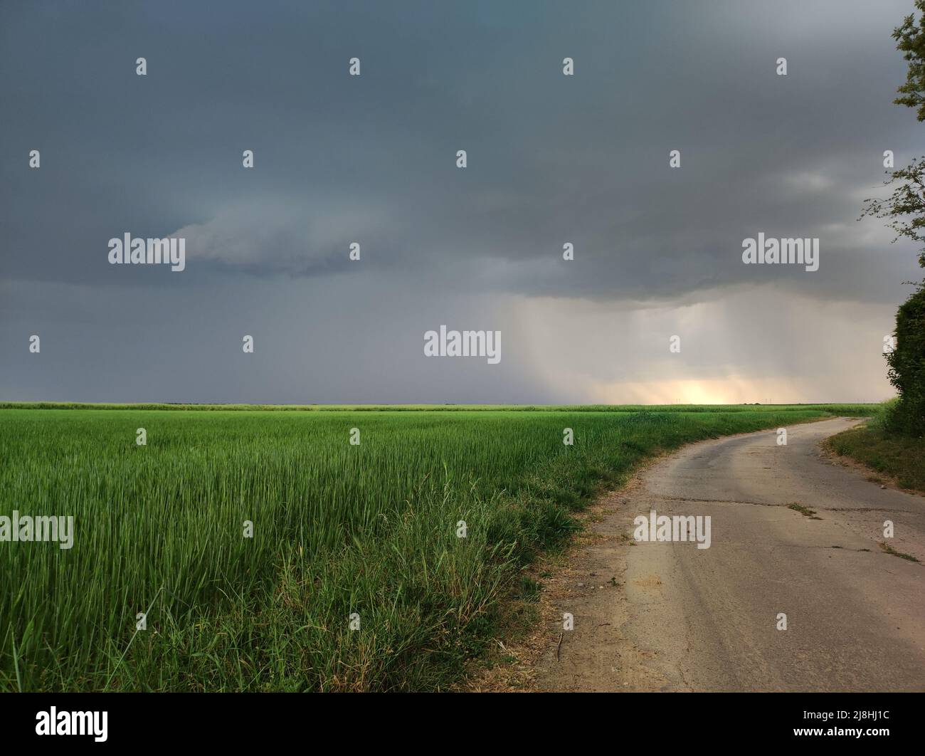 A beautiful storm cell on the horizon, with rain falling on a wheat farm during the spring. Stock Photo