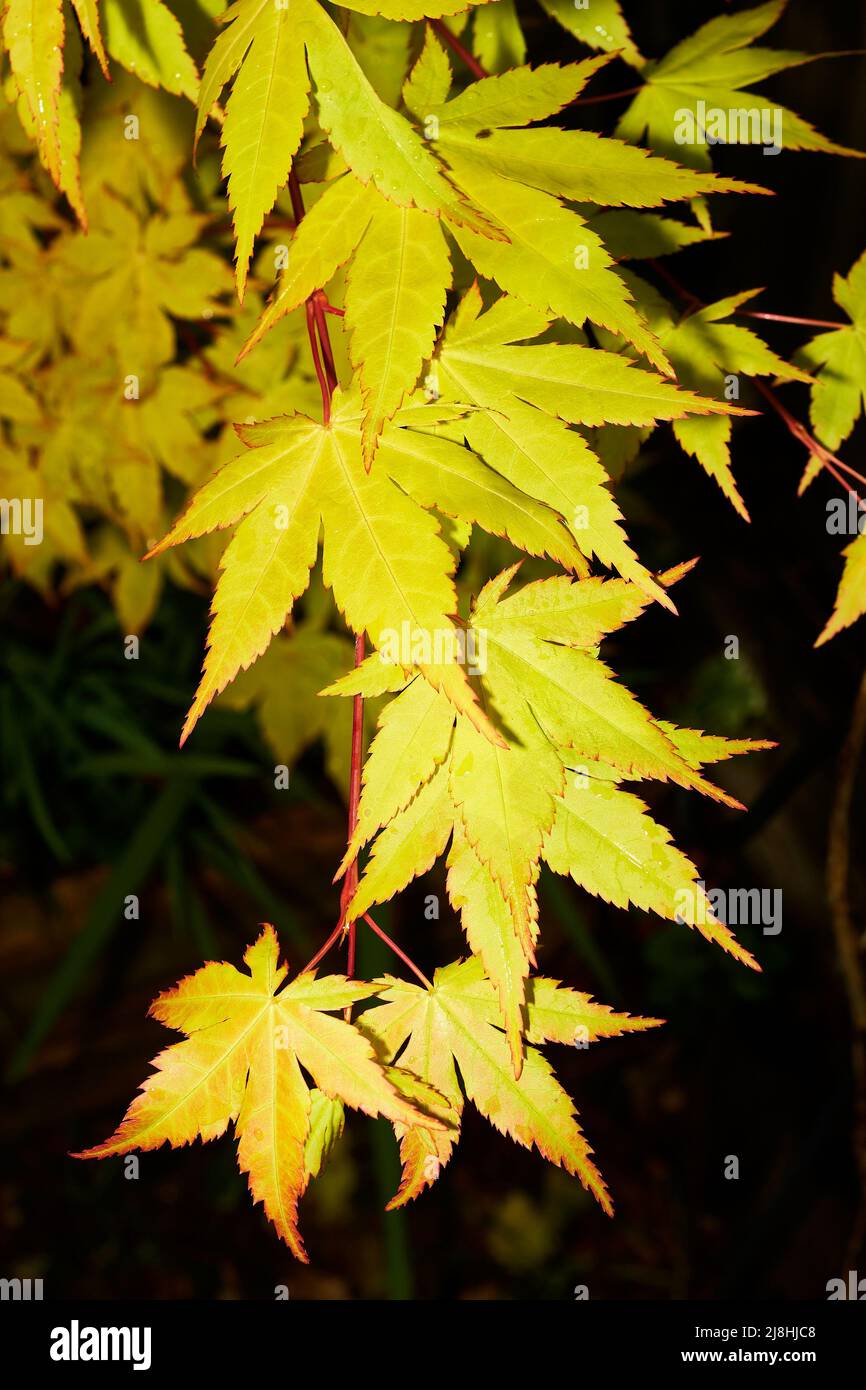 Fresh yellow leaves on a japanese maple shrub Stock Photo - Alamy