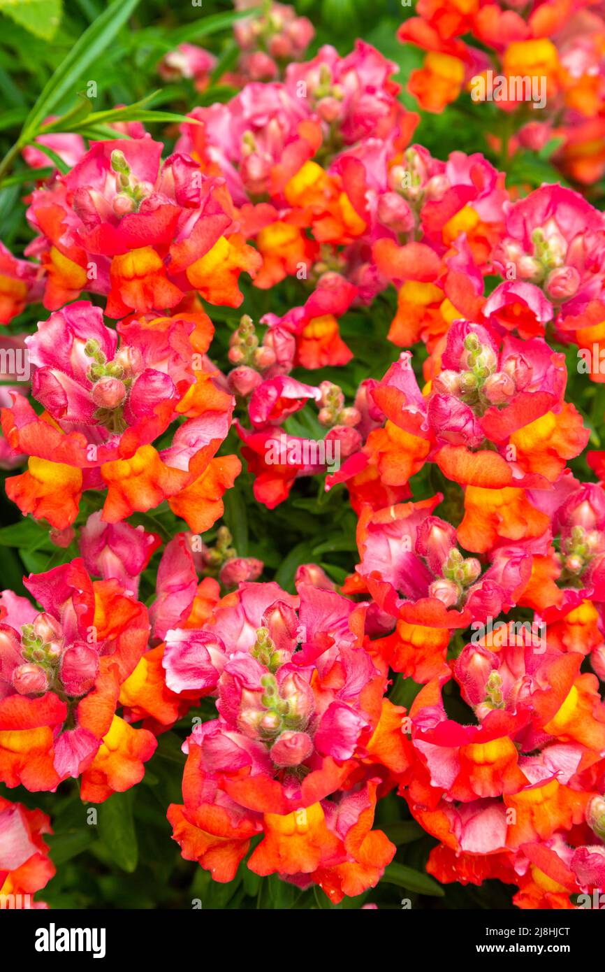 Snapdragons, Antirrhinum, uk garden Stock Photo