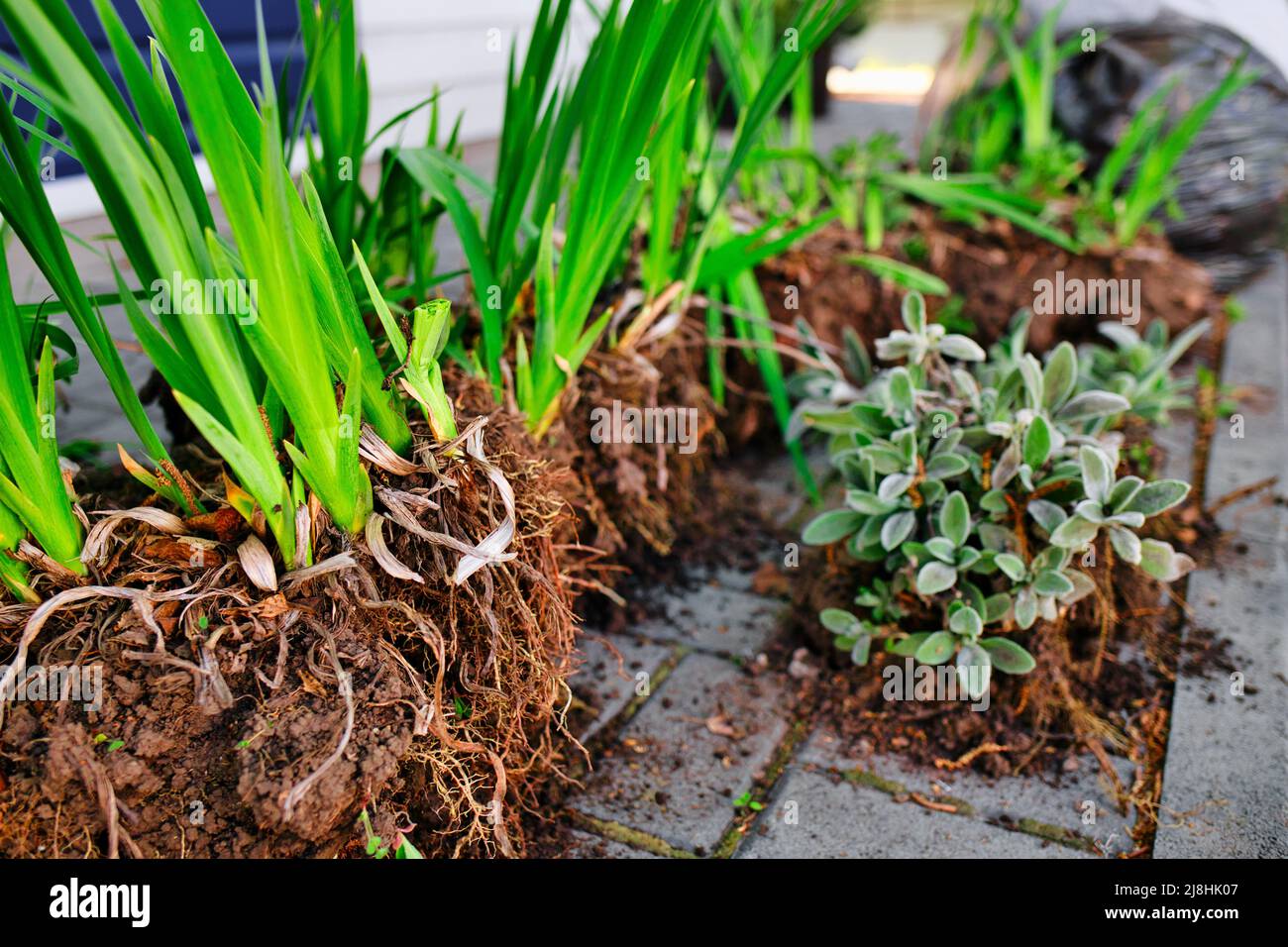 Transplanting flowers into soil of flower bed. View of flowers with