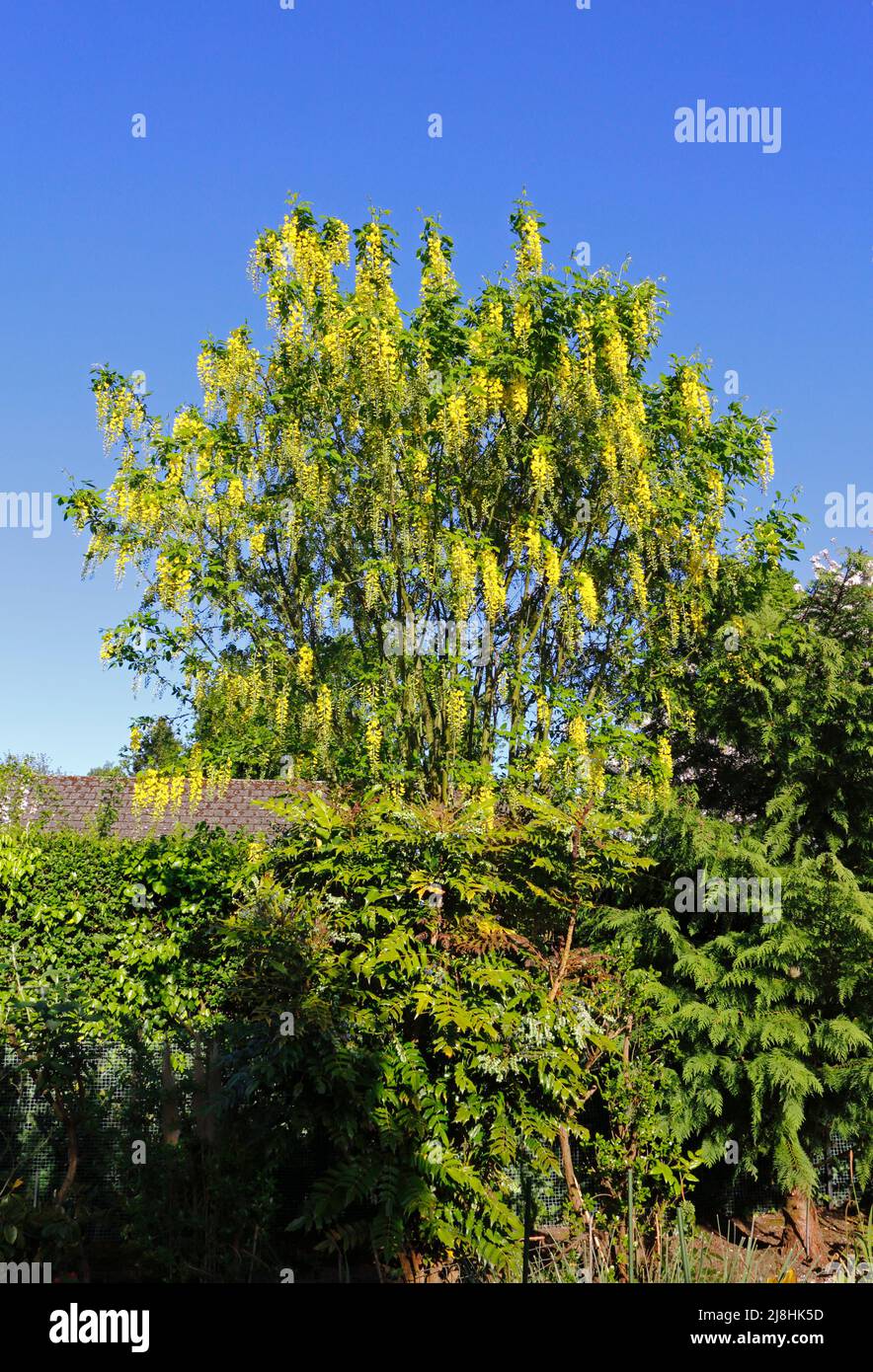 A Laburnum tree, Laburnum X watereri 'Vossii', flowering in an urban garden in spring at Hellesdon, Norfolk, England, United Kingdom. Stock Photo