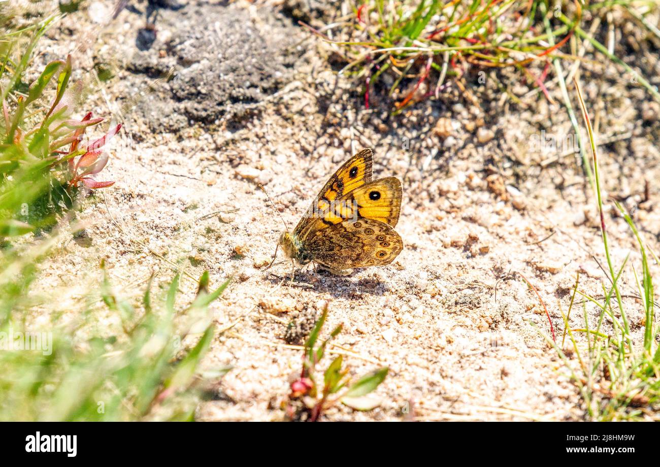 Wall Brown butterfly Lasiommata megera basking in the sun on the ground on the Staffordshire side of Mow Cop in May 2022 Stock Photo