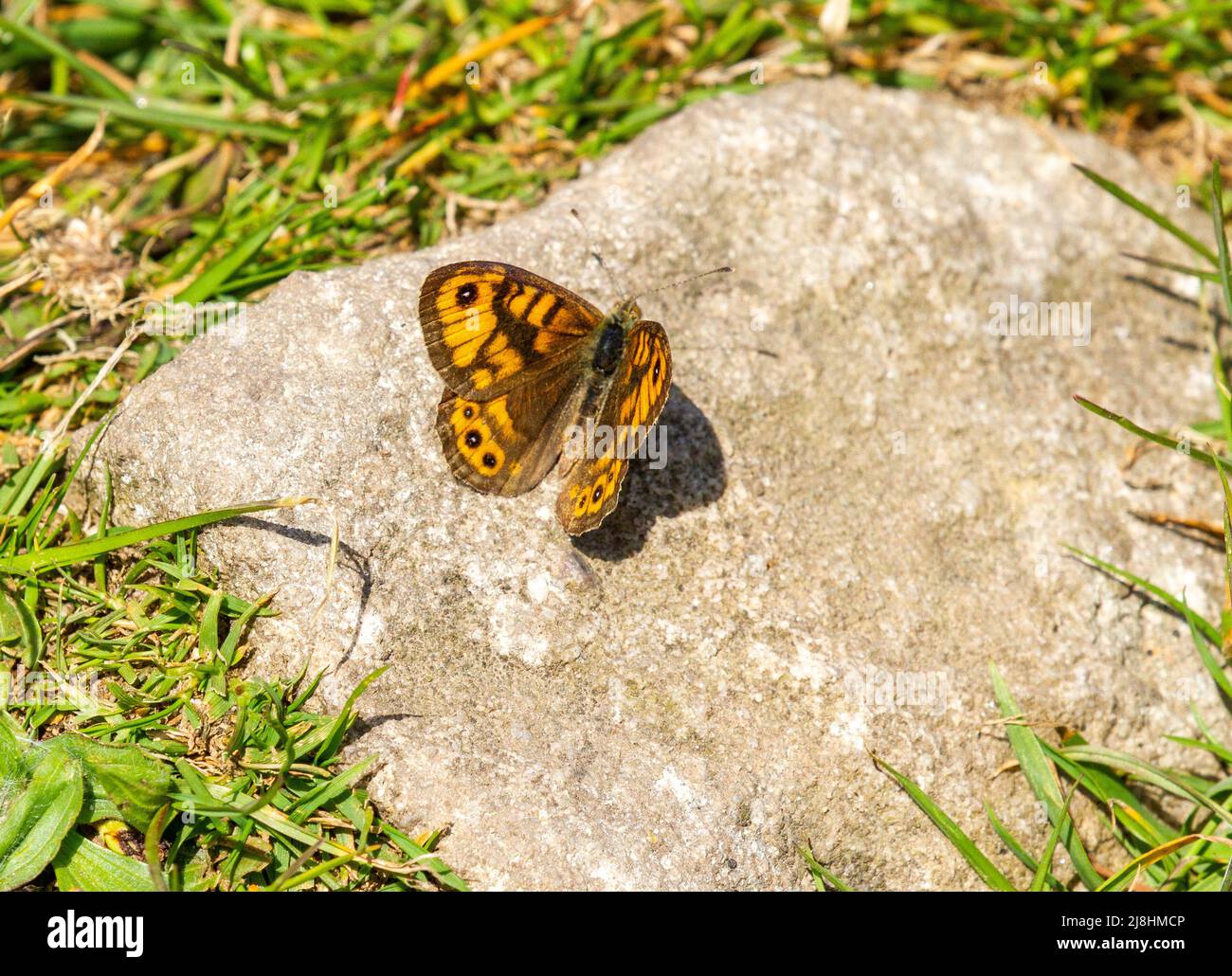 Wall Brown butterfly Lasiommata megera basking in the sun on a rock on the Staffordshire side of Mow Cop in May 2022 Stock Photo
