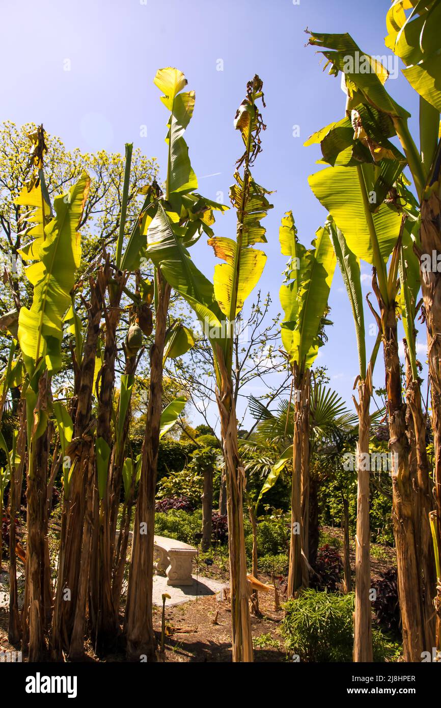 Musa basjoo tree hires stock photography and images Alamy