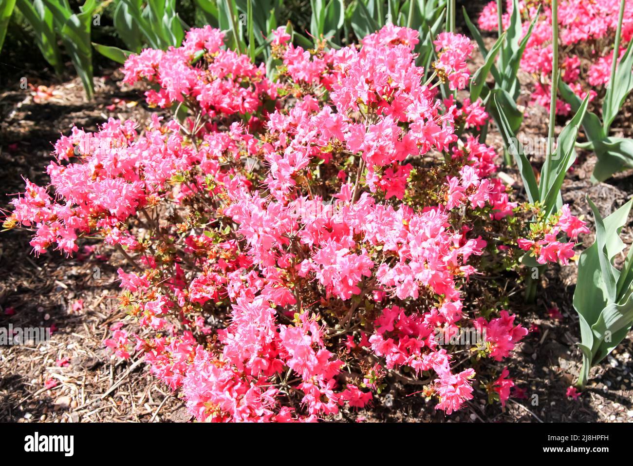 Rhododendron Azalea Geisha Red plant in flower in mid spring. These are  Aronense Hybrids that are an evergreen perennial shrub and fully hardy  Stock Photo - Alamy