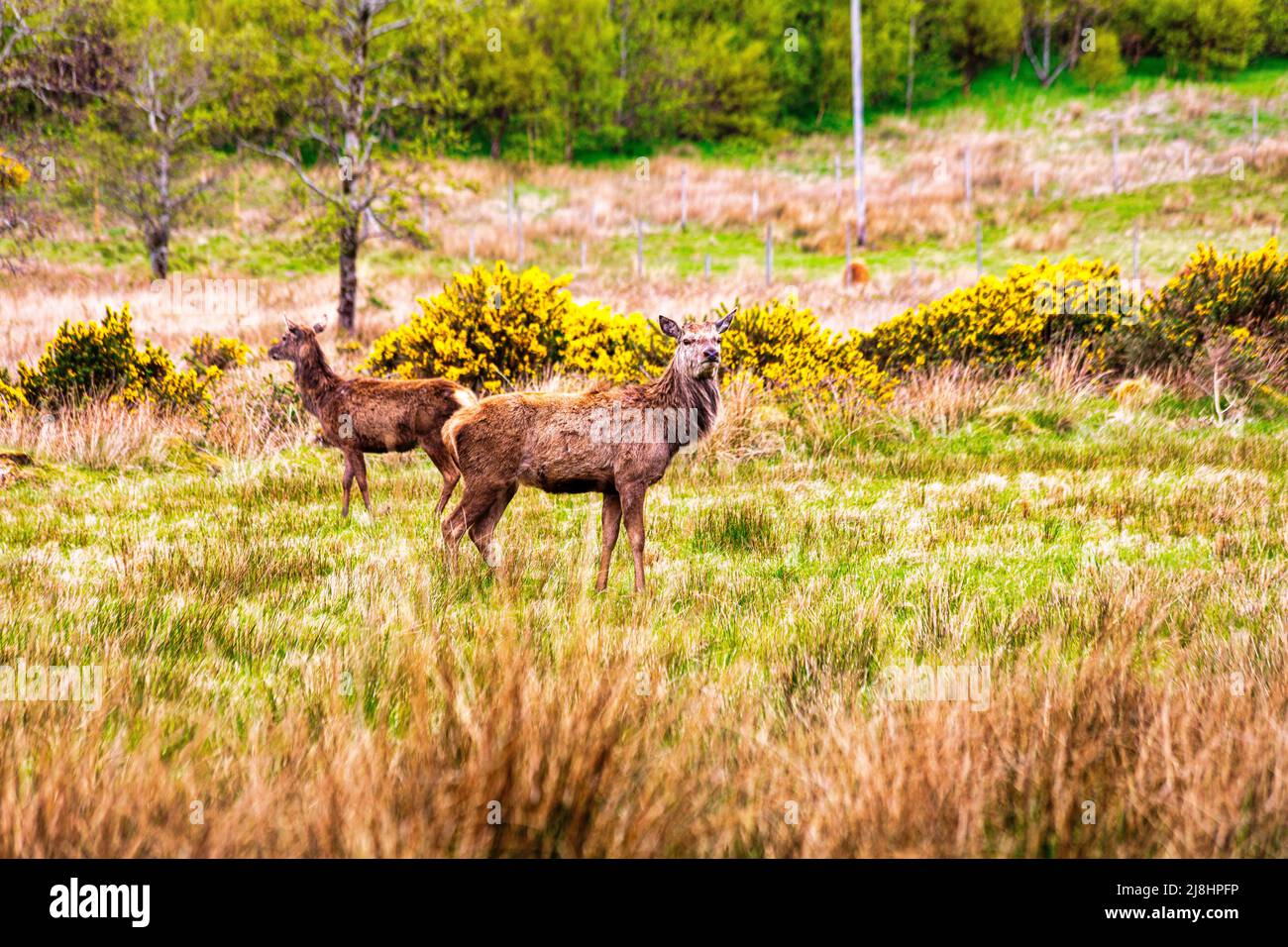 Scottish red deer,  Cervus elaphus scoticus, Bealach na Ba,  Applecross peninsula,  North Coast 500, Scotland Stock Photo