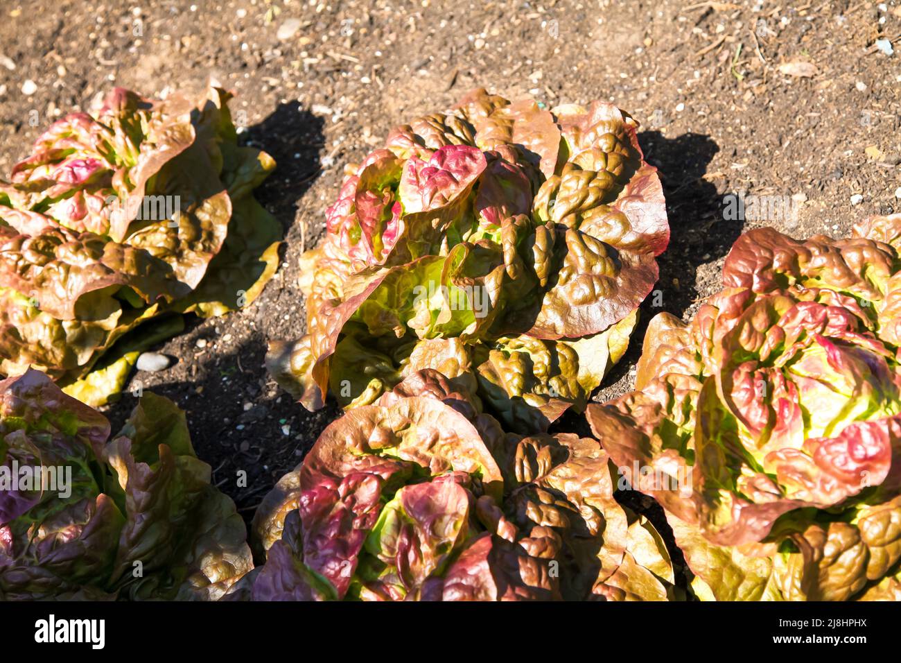 Lettuce Cervanek red butterhead growing in allotment at RHS Garden