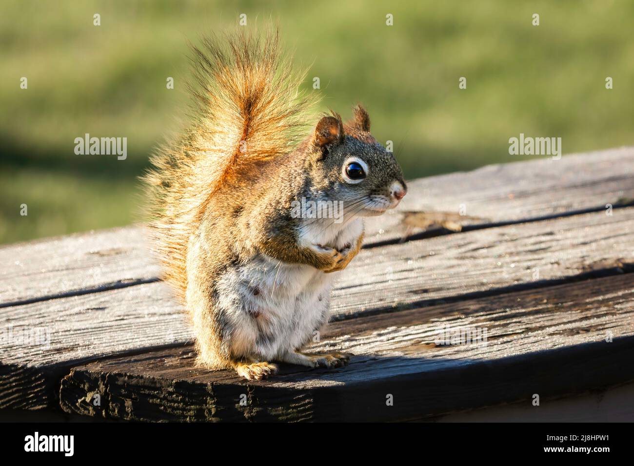 An American Red Squirrel sits on a wood bench as if begging for peanuts in Saline, Michigan. Stock Photo