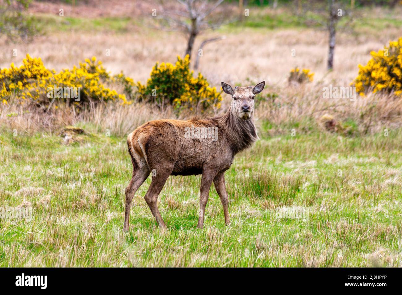 Scottish red deer,  Cervus elaphus scoticus, Bealach na Ba,  Applecross peninsula,  North Coast 500, Scotland Stock Photo