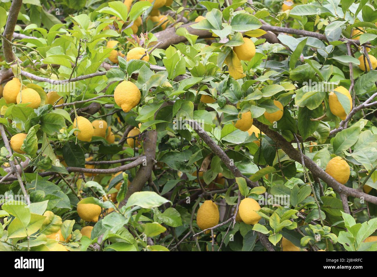 Island overgrown trees in hi-res stock photography and images - Alamy