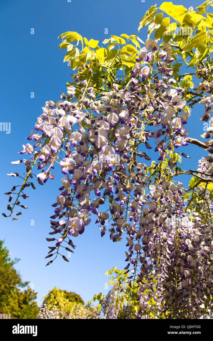 Wisteria Floribunda in flower at RHS Wisley garden, Surrey, England, UK