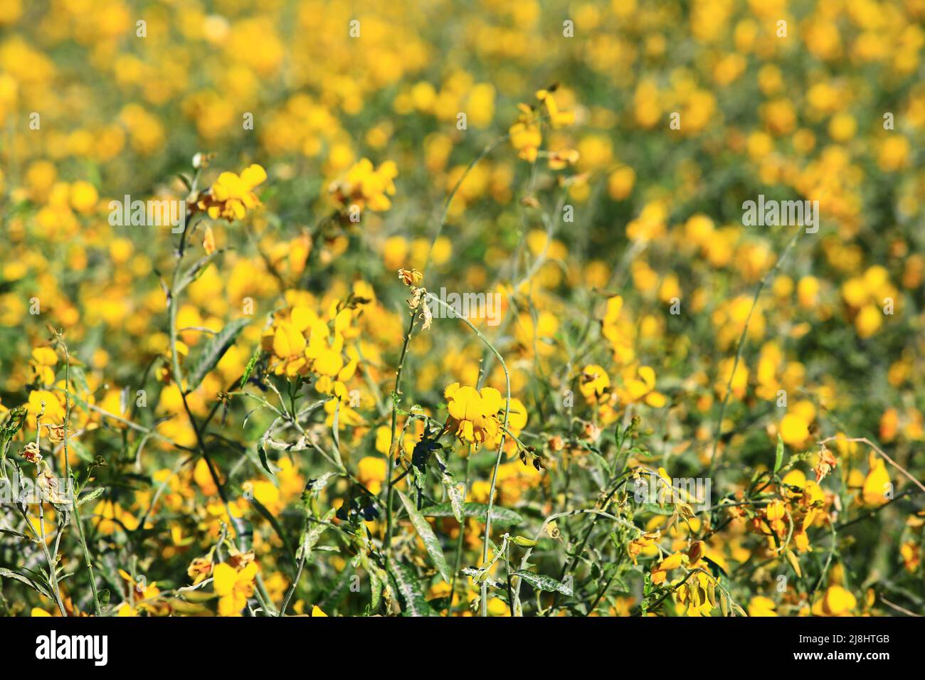 beautiful blooming flowers of Sun Hemp,close-up of yellow flowers blooming on the field at a sunny day Stock Photo
