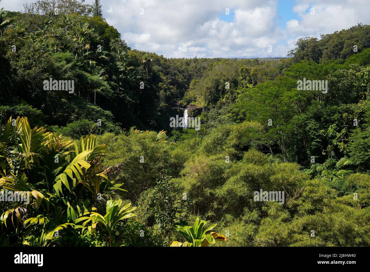 Akaka waterfall in the rainforest jungle of Akaka Falls State Park on