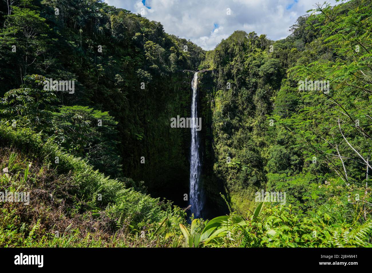 Akaka waterfall in the rainforest jungle of Akaka Falls State Park on