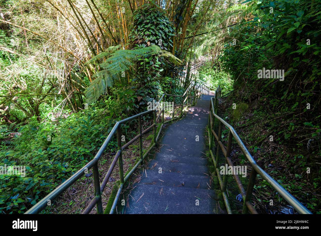 Stairs in the jungle on the trail to Akaka Falls the Big Island of Hawaii, United States Stock