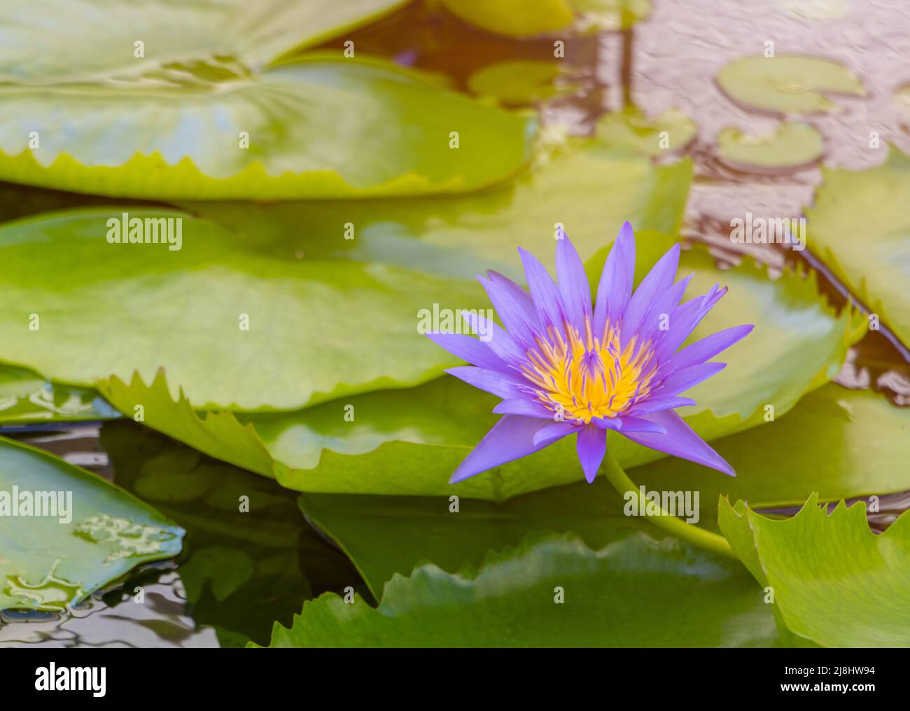 purple lotus and leaves in water Stock Photo