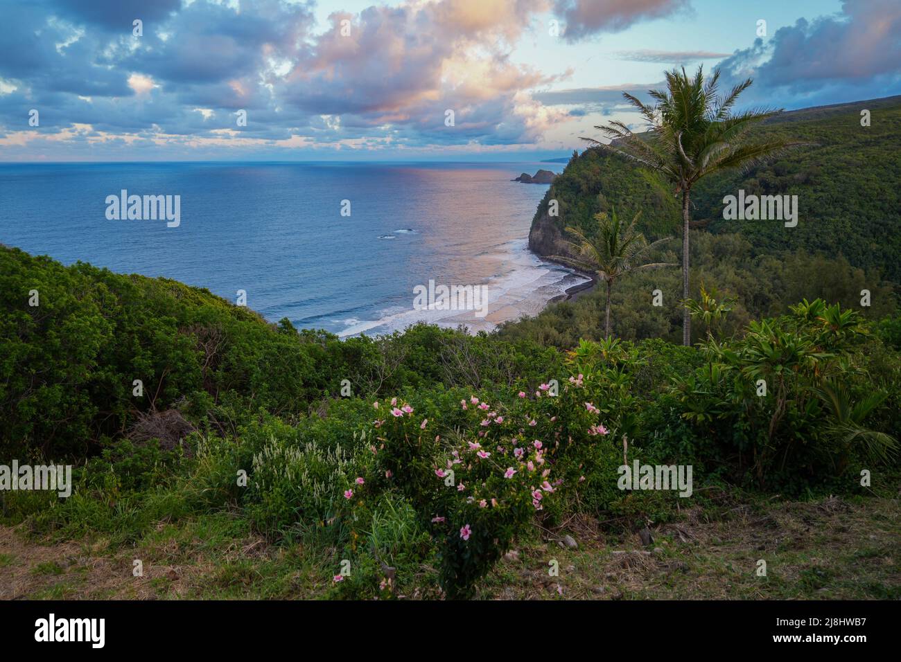 View of Pololu Valley with pink clouds at sunset in the Kohala Forest Reserve north of Big Island in Hawaii, United States Stock Photo
