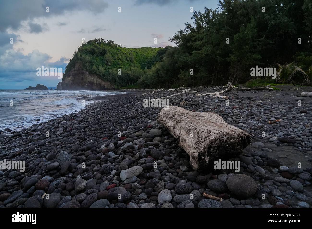 Driftwood on Pololu Beach in the Kohala Forest Reserve north of Big Island in Hawaii, United States Stock Photo