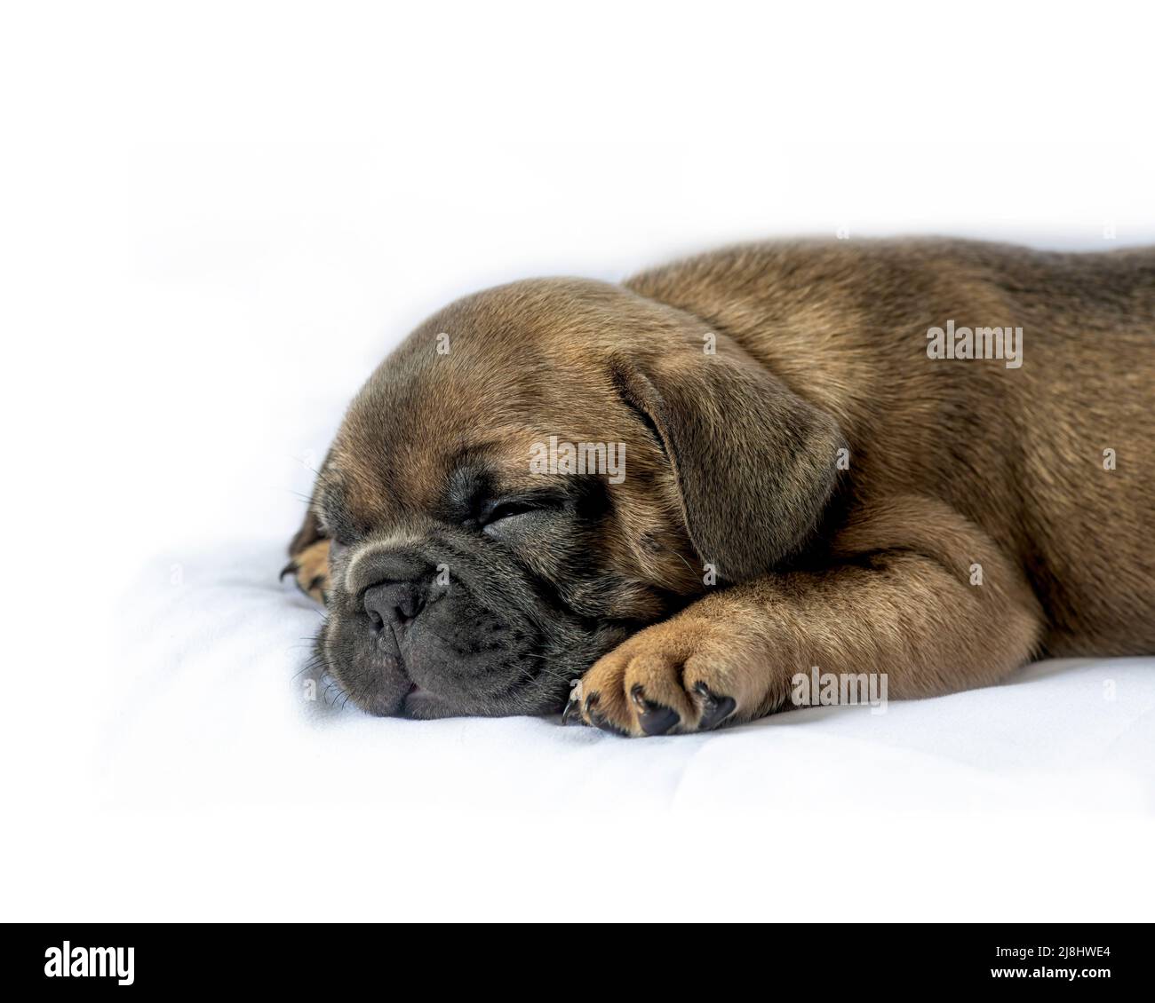 head and shoulders portrait of new puppy sleeping isolated on a white background concept of caring for your new pet pup Stock Photo