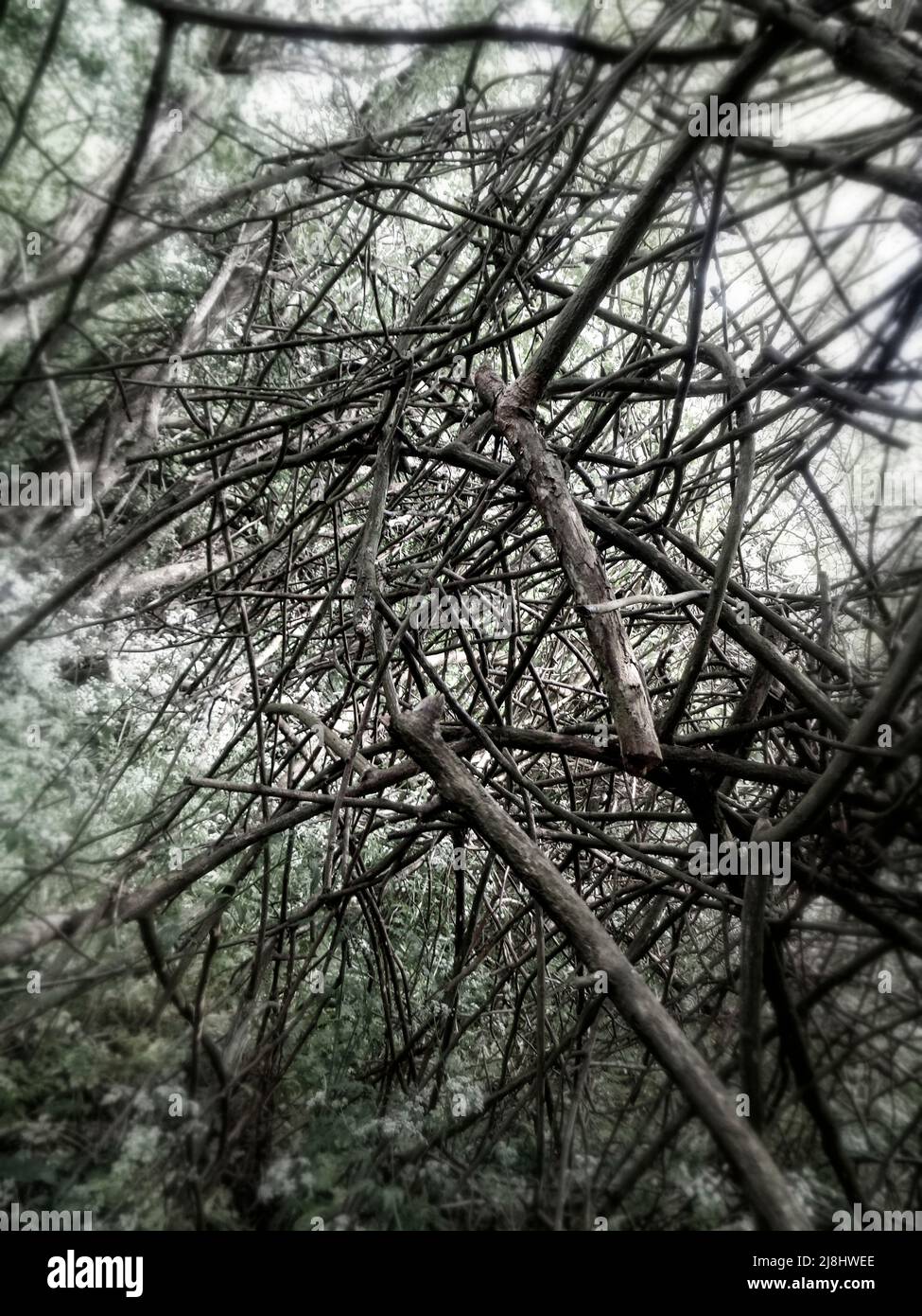 Chaos in nature represented by tangle of branches seemingly randomly  curving around and beyond each other Stock Photo - Alamy