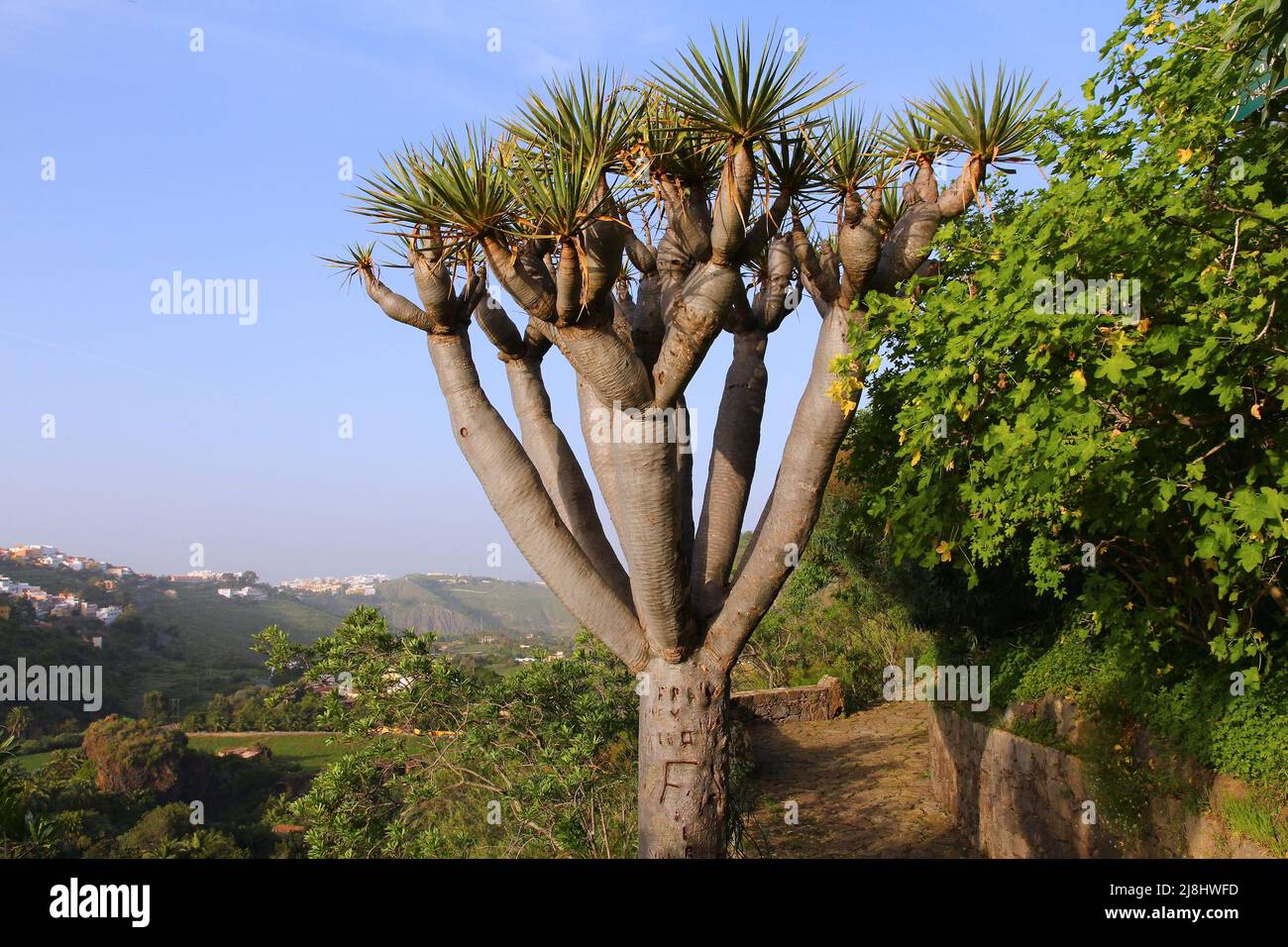 Dracena plant in Jardin Canario - beautiful botanical garden of Gran ...