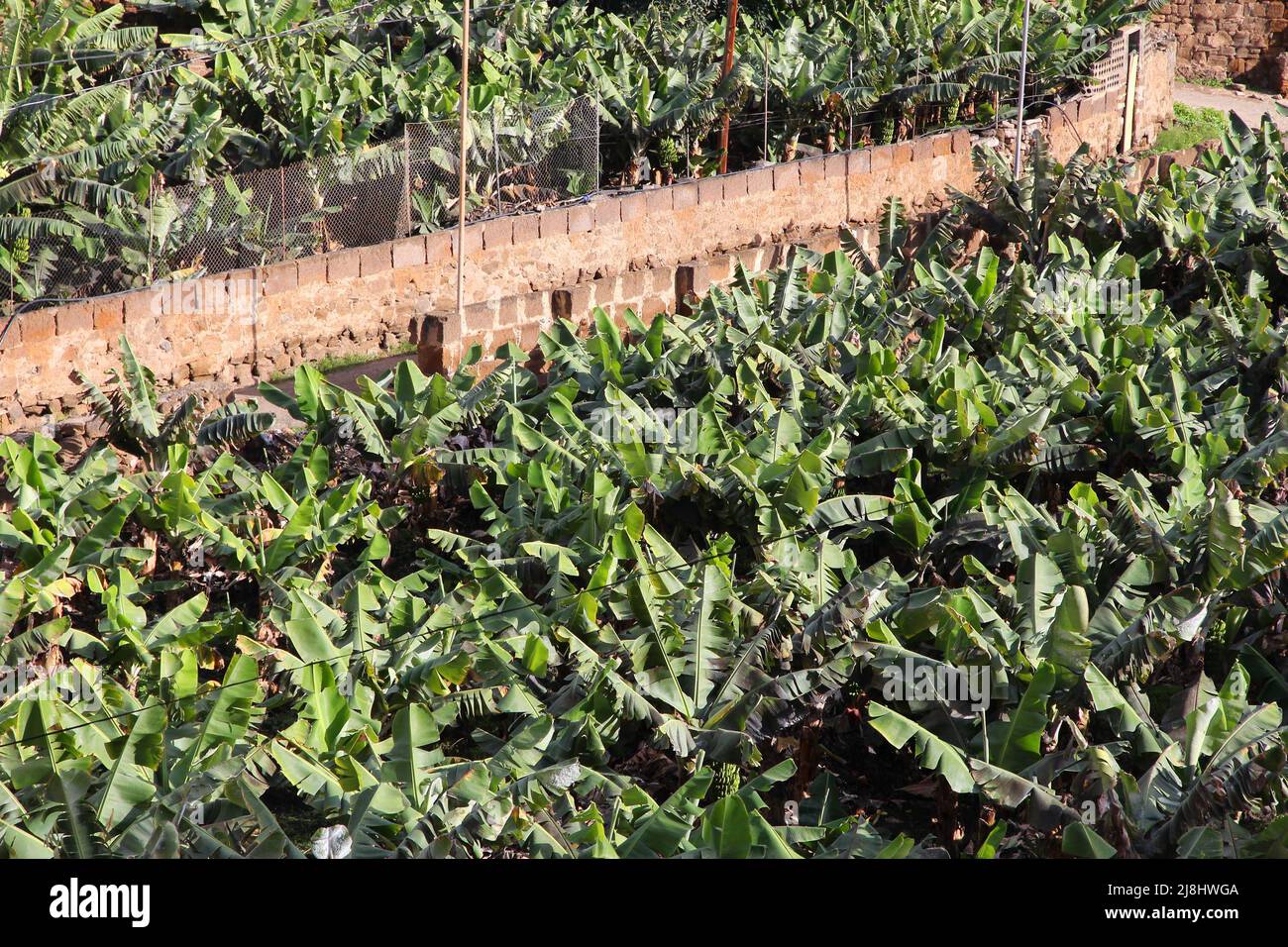 Banana plantation in Gran Canaria, Spain. Galdar town Stock Photo Alamy