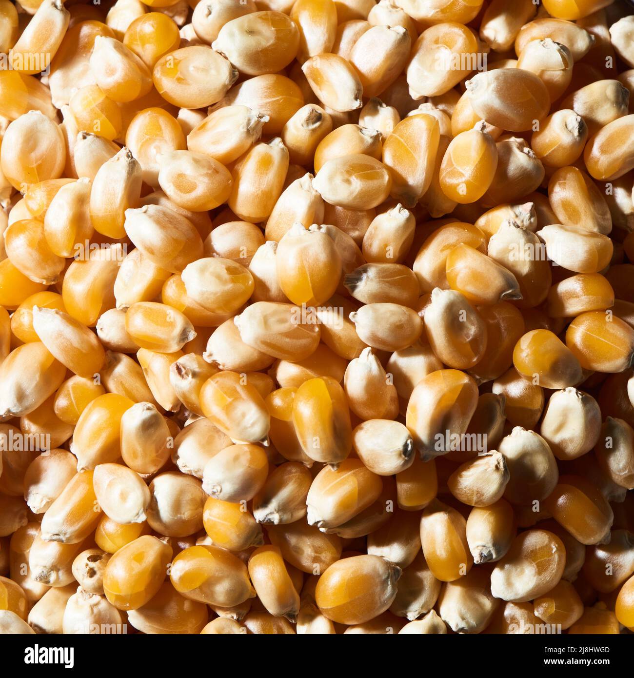 full bleed Macro popcorn kernels Stock Photo Alamy