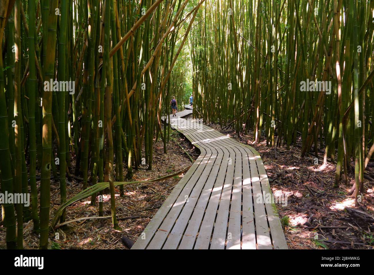 Wooden boardwalk wandering through the bamboo forest of the Pipiwai