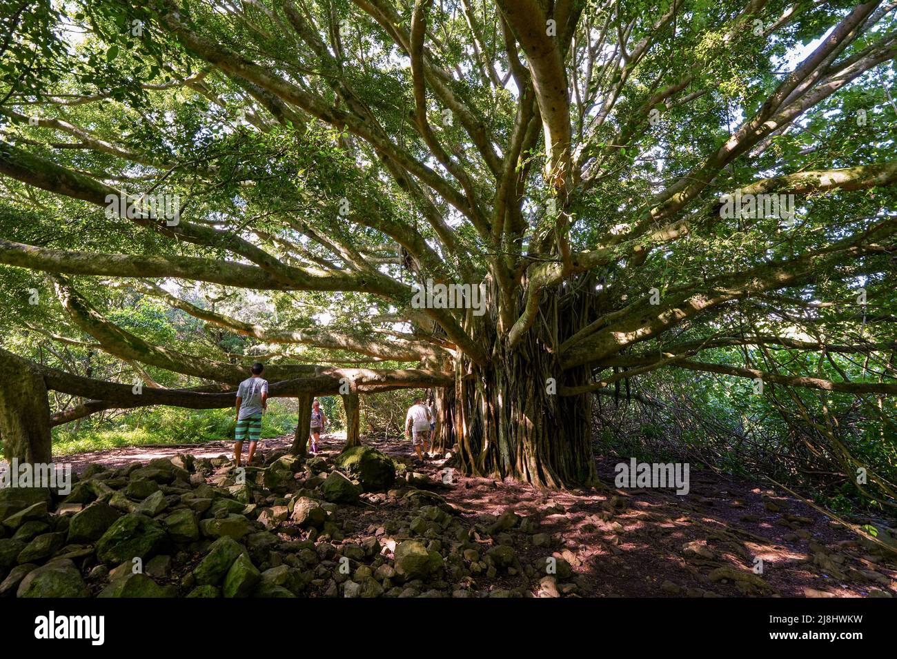 Giant banyan tree on the Pipiwai Trail in the Haleakala National Park