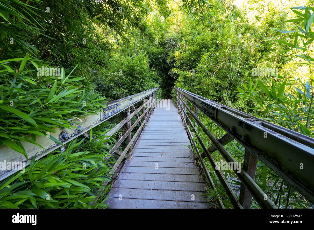 Wooden bridge on the Pipiwai Trail in the Haleakala National Park on