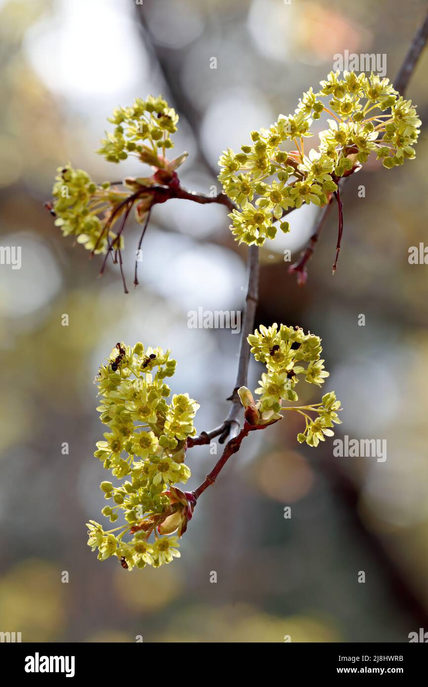Southern wood ants feed on maple flowers Stock Photo