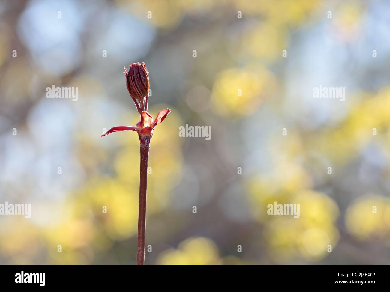 A maple tree branch with bursting small leaves in springlike day Stock Photo