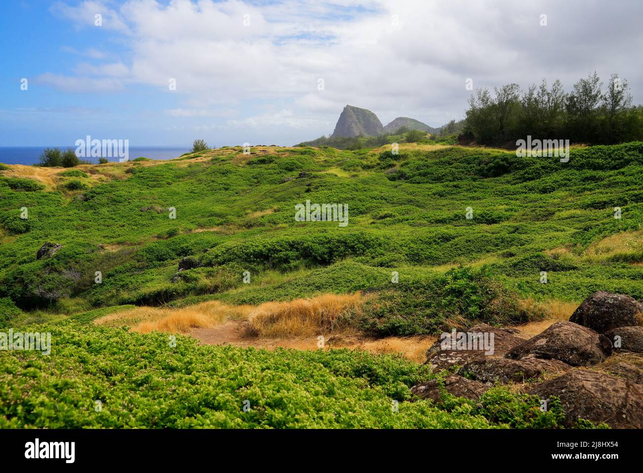 Lush seaside landscape around ʻOhai Trail in West Maui, Hawaii, United States Stock Photo