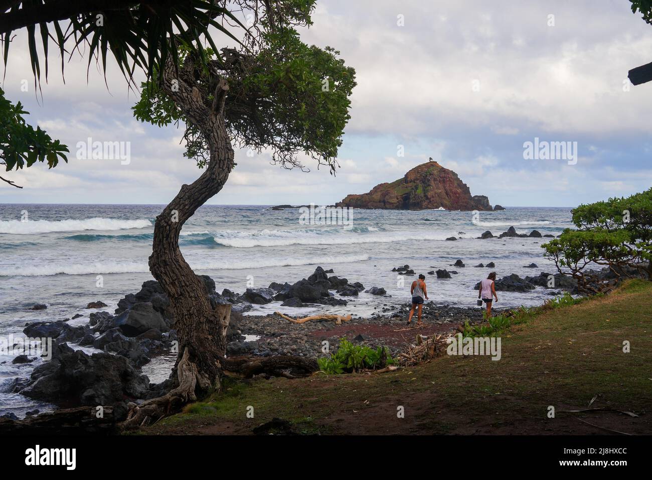 Wavy tree facing Alau Island Seabird Sanctuary in Koki Beach Park on the Road to Hana in the East of Maui island in Hawaii, United States Stock Photo