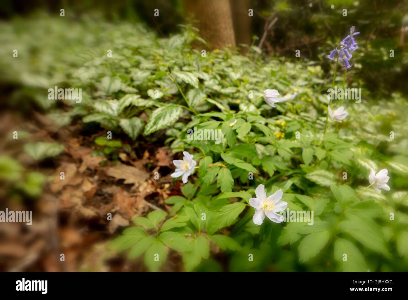 Wooded Path Springtime Delightful springtime Wood anemone flowering along a woodland path ...