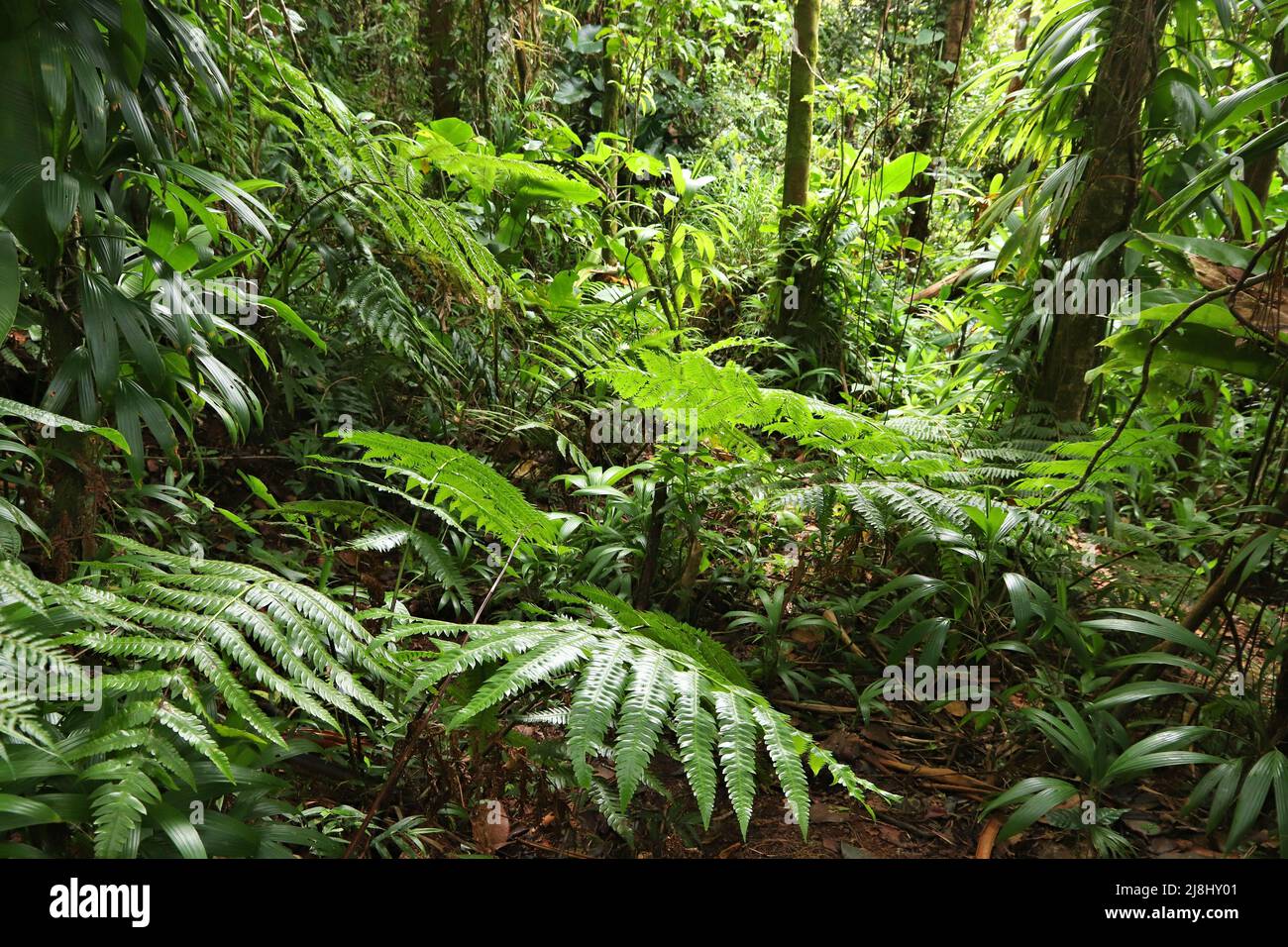 Volcano La Soufriere rainforest hiking trail in Guadeloupe. Green