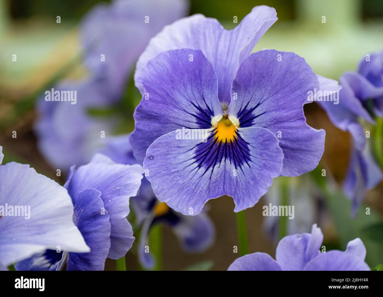 close up of beautiful spring flowering blue and purple Pansies (Viola tricolor var. hortensis) Stock Photo