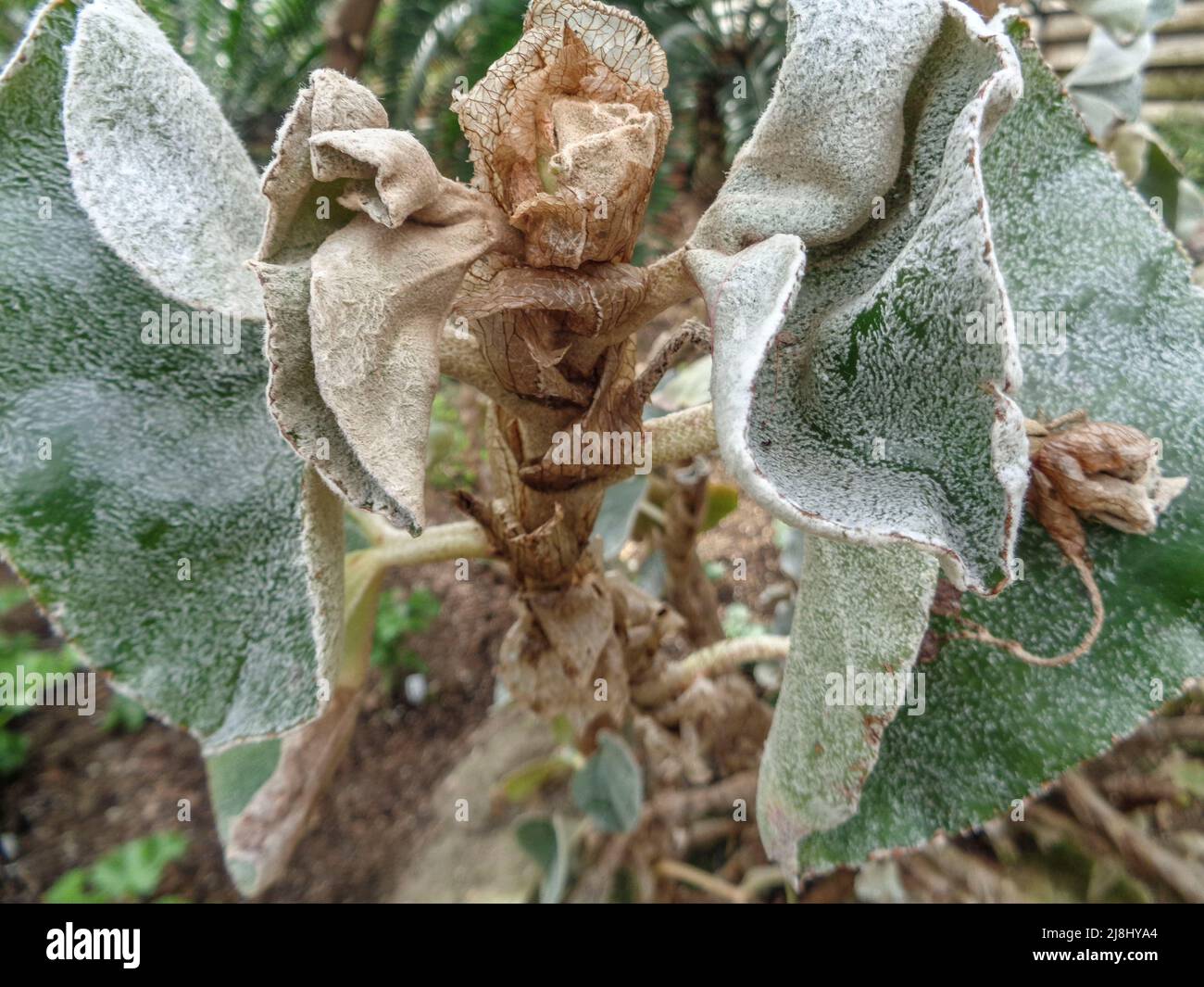 Statuesque Begonia venosa, veined begonia, plant portrait in close up Stock Photo