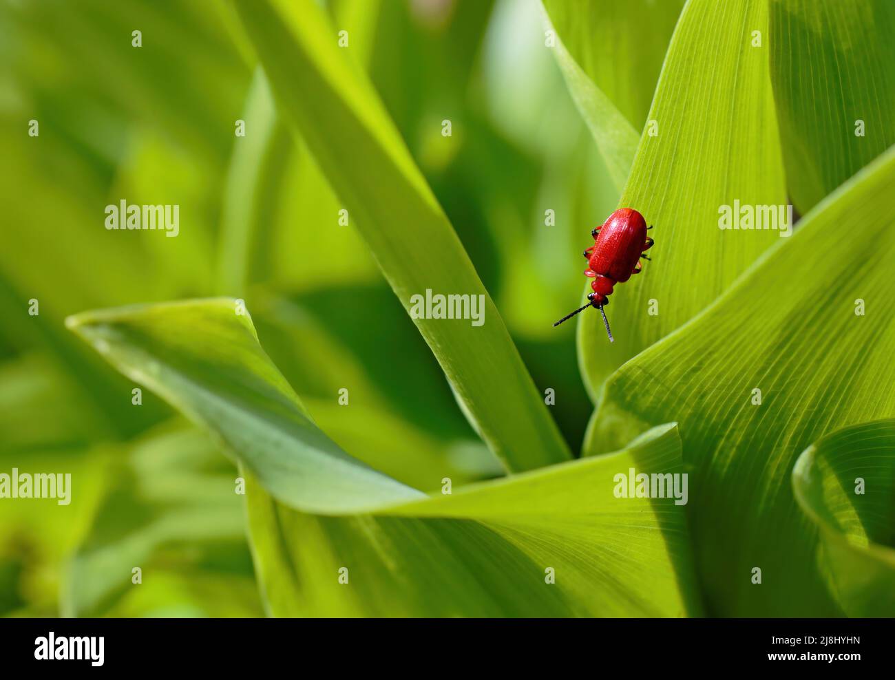 Bright red leaf beetle, Lilioceris merdigera Stock Photo