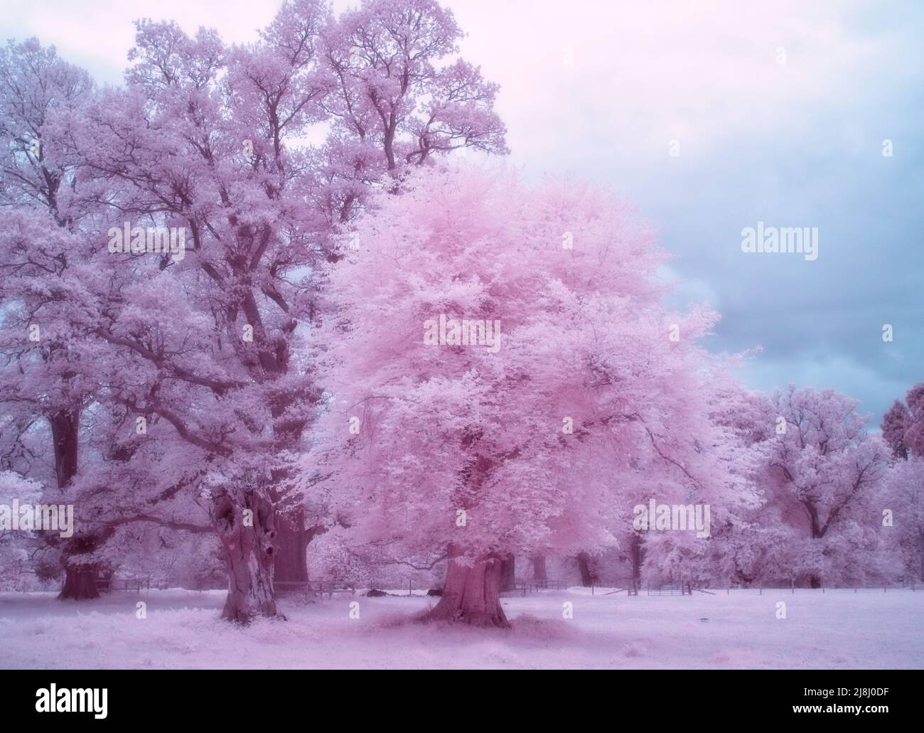 False colour Infrared image showing trees at Brodie Castle, Moray Stock Photo
