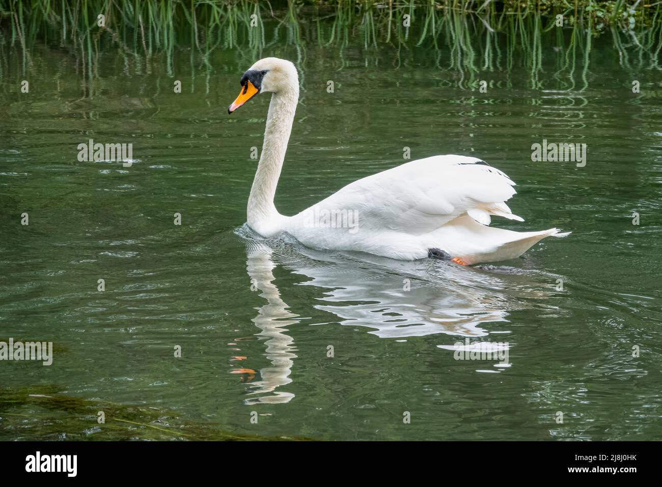 closeup of a beautiful white swan (Cygnus olor) gliding majestically along a chalkstream river Stock Photo