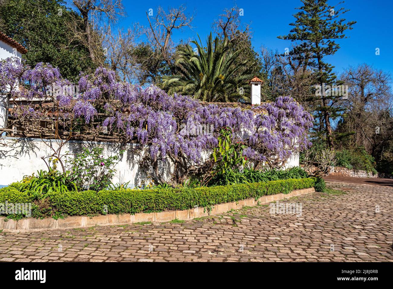 Flowers in the Finca de Osorio Park near Teror, Gran Canaria Island in Spain Stock Photo