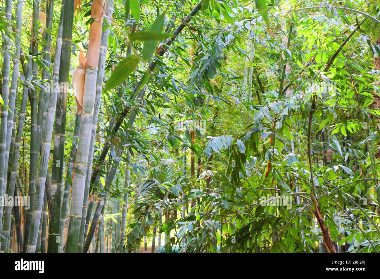 Bamboo grove background historic Majorelle Garden in Marrakech
