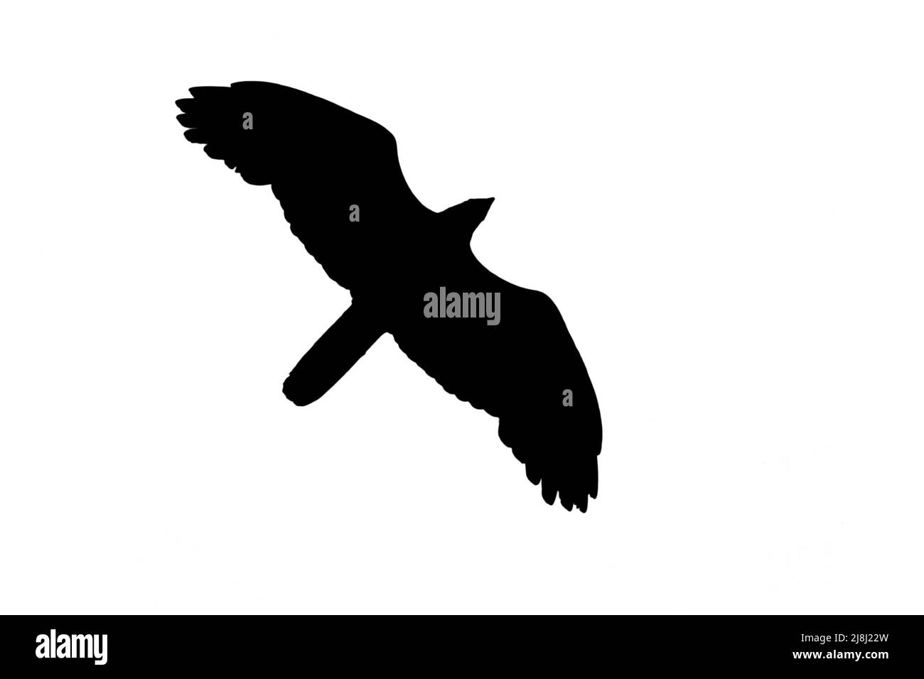 Silhouette of soaring European honey buzzard (Pernis apivorus) in flight outlined against white background to show wings, head and tail shapes Stock Photo