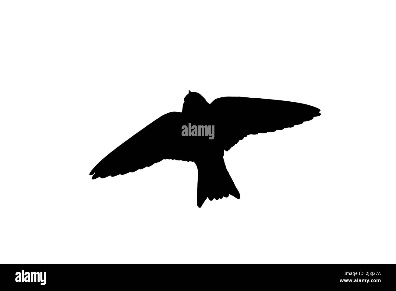 Silhouette of European sand martin / bank swallow (Riparia riparia) in flight outlined against white background to show wings, head and tail shapes Stock Photo