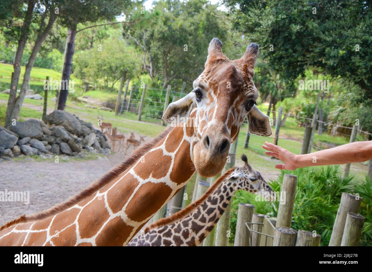 One Hand Reaching Out to Touch a Giraffe Looking At Camera, second giraffe, trees, rocks in background, day Stock Photo