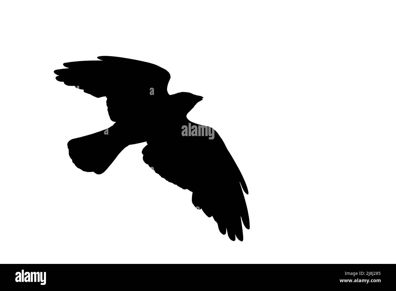 Silhouette of Western jackdaw (Corvus monedula) in flight outlined against white background to show wings, head and tail shapes Stock Photo