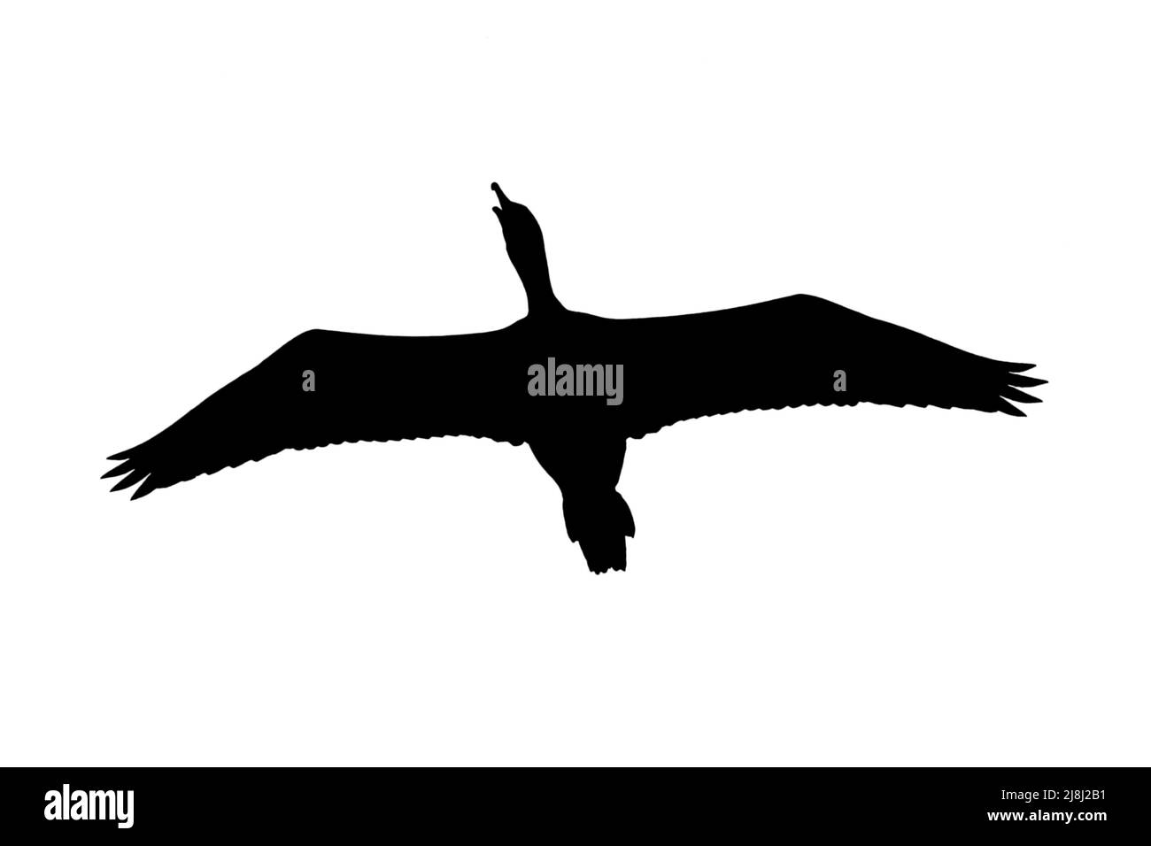 Silhouette of great cormorant (Phalacrocorax carbo) in flight outlined against white background to show wings, head and tail shapes Stock Photo