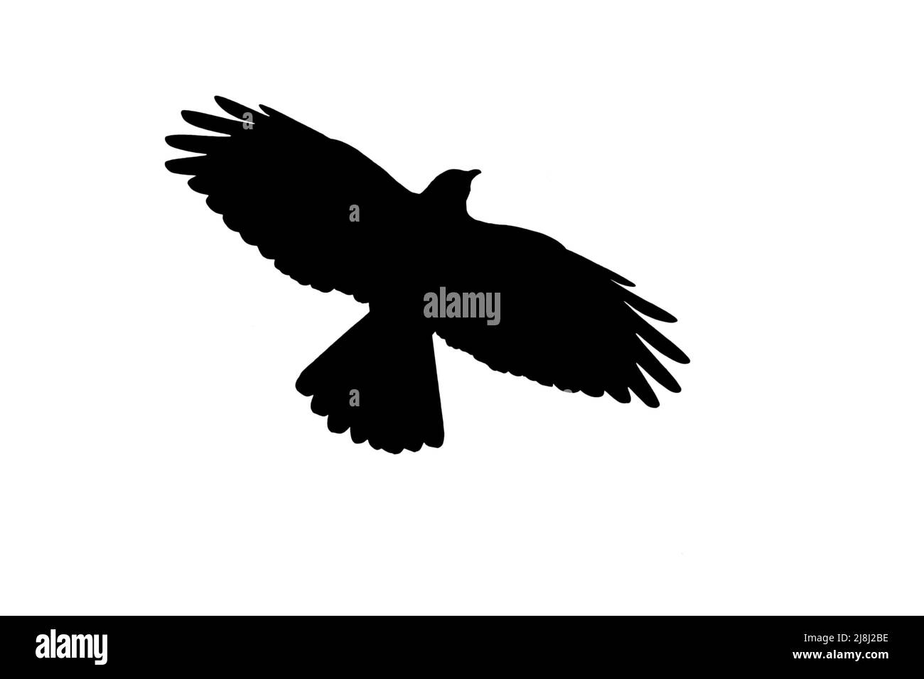 Silhouette of Alpine chough (Pyrrhocorax graculus) in flight outlined against white background to show wings, head and tail shapes Stock Photo
