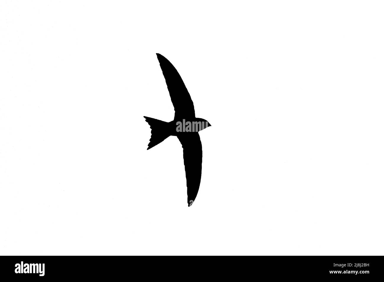 Silhouette of common swift (Apus apus) in flight outlined against white background to show wings, head and tail shapes Stock Photo